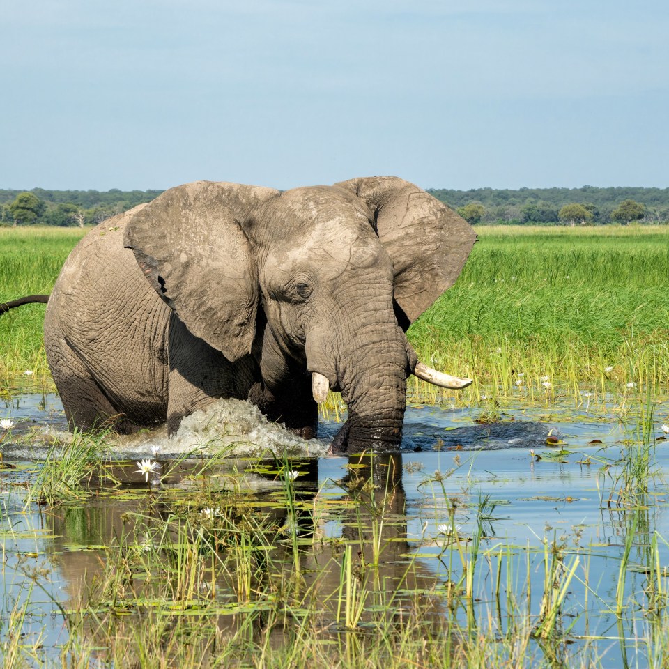 Essenz des südlichen Afrikas